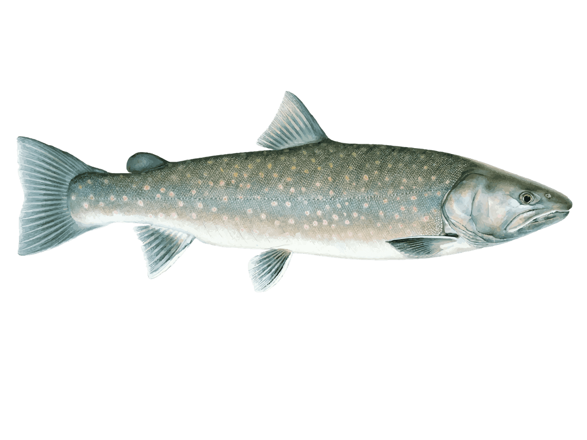 Bull Trout